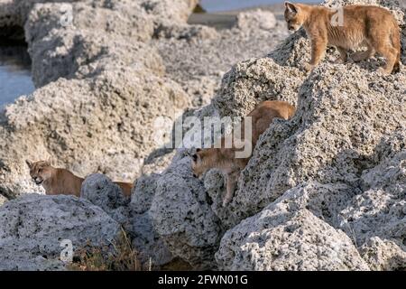Mother puma and two cubs near their den in the microbialites of Lago Sarmiento, Patagonia Stock Photo