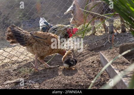Chickens, chicks and pig on the farm. Stock Photo