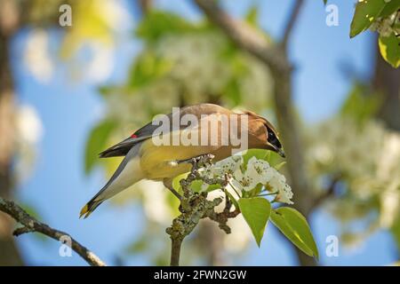Cedar Waxwing, (Bombycilla cedrorum), Bird perched, feeding in White Crabapple tree Stock Photo