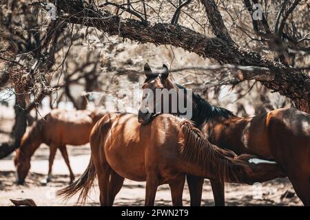 Wild horses drinking and grazing along the Salt River, Tonto National Forest in Mesa, Arizona, just outside of Phoenix, Arizona on 05-18-2021 Stock Photo