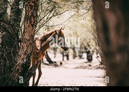 Wild horses drinking and grazing along the Salt River, Tonto National Forest in Mesa, Arizona, just outside of Phoenix, Arizona on 05-18-2021 Stock Photo