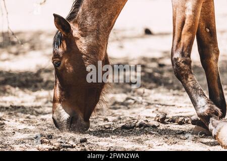 Wild horses drinking and grazing along the Salt River, Tonto National Forest in Mesa, Arizona, just outside of Phoenix, Arizona on 05-18-2021 Stock Photo