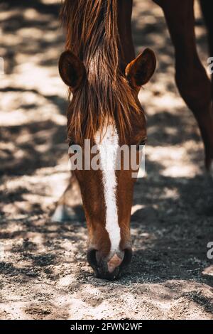 Wild horses drinking and grazing along the Salt River, Tonto National Forest in Mesa, Arizona, just outside of Phoenix, Arizona on 05-18-2021 Stock Photo