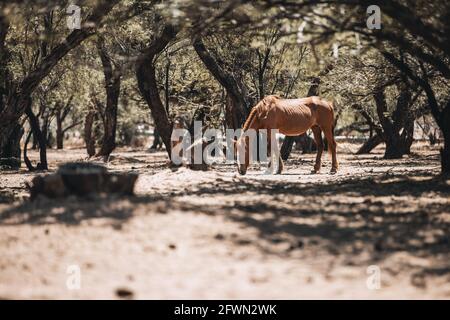 Wild horses drinking and grazing along the Salt River, Tonto National Forest in Mesa, Arizona, just outside of Phoenix, Arizona on 05-18-2021 Stock Photo