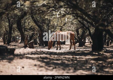 Wild horses drinking and grazing along the Salt River, Tonto National Forest in Mesa, Arizona, just outside of Phoenix, Arizona on 05-18-2021 Stock Photo