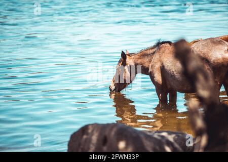 Wild horses drinking and grazing along the Salt River, Tonto National Forest in Mesa, Arizona, just outside of Phoenix, Arizona on 05-18-2021 Stock Photo