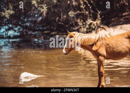 Wild horses drinking and grazing along the Salt River, Tonto National Forest in Mesa, Arizona, just outside of Phoenix, Arizona on 05-18-2021 Stock Photo