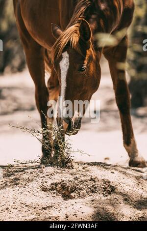 Wild horses drinking and grazing along the Salt River, Tonto National Forest in Mesa, Arizona, just outside of Phoenix, Arizona on 05-18-2021 Stock Photo