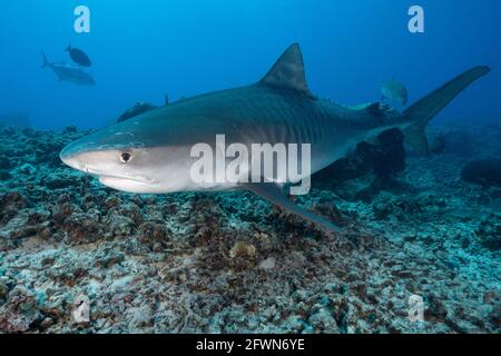 tiger shark, Galeocerdo cuvier, swims over coral rubble, Honokohau, Kona, Big Island, Hawaii, USA ( Central Pacific Ocean ) Stock Photo