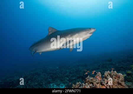 large female tiger shark, Galeocerdo cuvier, with a crooked jaw, likely from fishing interaction and a remora, Kona, Hawaii, USA Stock Photo