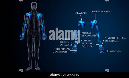 male human skeleton anatomy. 3d illustration Stock Photo