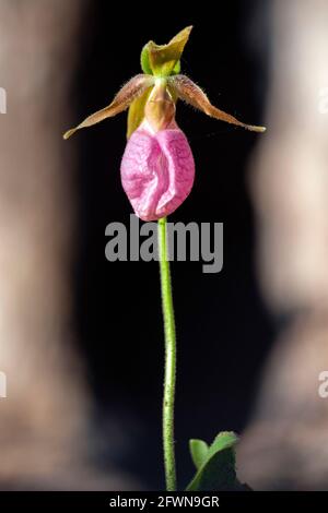 Pink Lady's Slipper Orchid (Cypripedium acaule) emerging after controlled burn in Dupont State Recreational Forest, Cedar Mountain near Brevard, North Stock Photo
