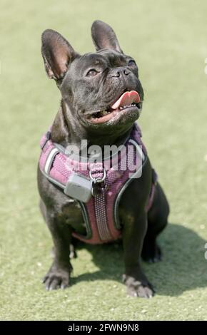 16-Month-Old black Frenchie female. Off-leash dog park in Northern California. Stock Photo