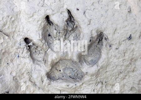 Imprint of dog paw in the mud - Dupont State Recreational Forest, Cedar Mountain, North Carolina, USA Stock Photo