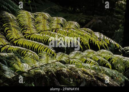 Auckland, New Zealand. Typical flora of Waiheke Island Stock Photo