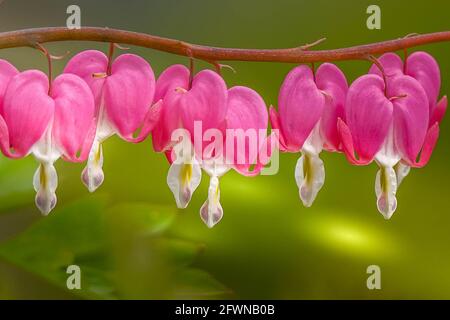 Closeup of Bleeding Hearts Flowers in glowing afternoon sunlight Stock Photo