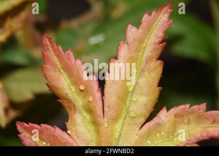 Japanese maple, foliage that is deeply cut, with a lacy texture. Stock Photo