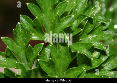 Parsley is a fresh herb with dark-green curled leaves that resemble coriander leaves. Stock Photo