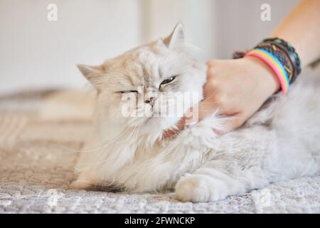 Girl scratches the neck of British long-haired white cat Stock Photo