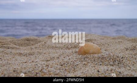 Seashells on Sand on the Beach. Stock Photo