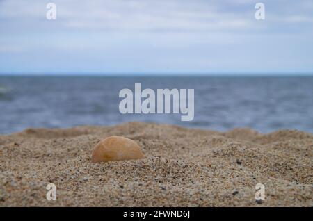 Seashells on Sand on the Beach. Stock Photo