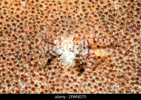 Boxer crab or Pom Pom Crab, Lybia tessellata camouflaged in a sea star and carrying an anemone, Triactis sp in its claw. Tulamben, Bali, Indonesia. Stock Photo