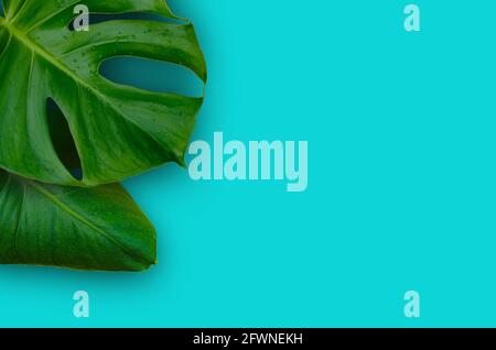 Tropical jungle Monstera plant leaves isolated on blue background Stock Photo