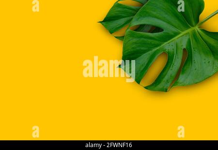 Tropical jungle Monstera plant leaves isolated on yellow background Stock Photo