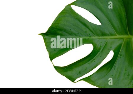 Tropical jungle Monstera plant leaves isolated on white background Stock Photo