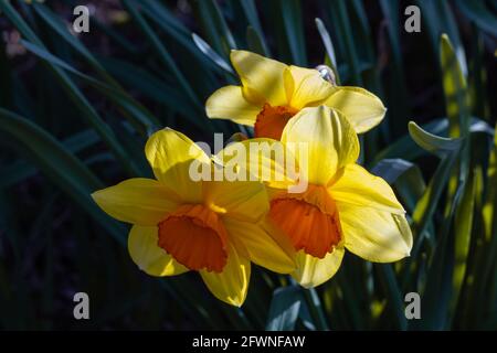 Beautiful yellow narcissus flowers in the garden. Travel photo, street view, selective focus, concept photo flora. Stock Photo