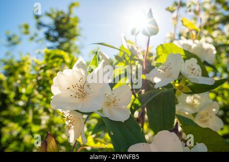 Jasmine white flower bush blossoms close-up Stock Photo