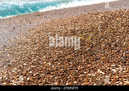 Background of brown sea pebbles with parts of white seashells Stock Photo