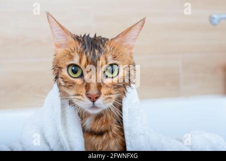 Wet Bengal cat after washing with a white towel draped over his shoulders Stock Photo