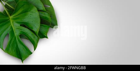 Tropical jungle Monstera plant leaves isolated on gray background Stock Photo