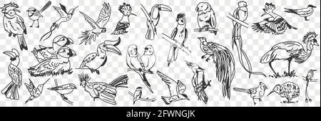 Kinds of birds doodle set. Collection of hand drawn various birds on nature parrots duck toucan and others on tree branches in rows isolated on transparent background  Stock Vector