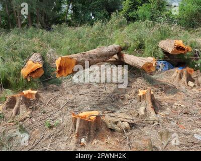 Log on the ground in pine forest, The stumps and the trees were cut down in Thailand Stock Photo