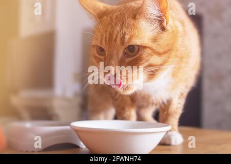 Adorable ginger cat licks over bowl of milk. Cat is sitting on wooden table. Close-up. Stock Photo