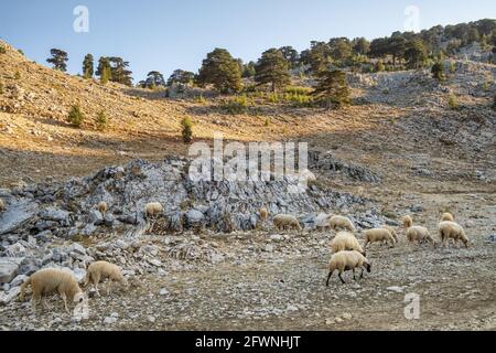 Flock of sheep grazing on a rocky slopes of Tahtali mountain in Turkey Stock Photo