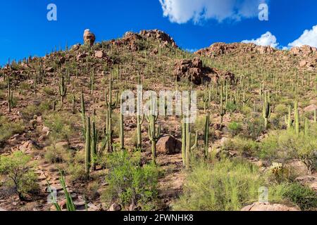 Saguaro cactus landscape Stock Photo