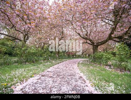 Cherry blossom trees in full bloom during spring with pink petals falling to the ground in the wind.  Pink flower petals covering footpath leading Stock Photo