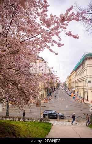 Prague, Czech republic - 18.04.2021: Spring pink cherry blossom on tree branches. Historic buildings in old town of Prague city, Czech Republic on bac Stock Photo