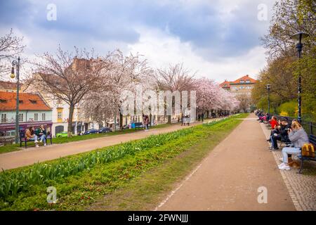 Prague, Czech republic - 18.04.2021: Spring pink cherry blossom on tree branches. Historic buildings in old town of Prague city, Czech Republic on bac Stock Photo