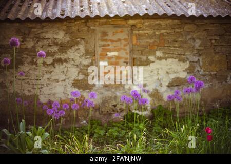 Garlic purple round flowers growing in the spring garden. Old rural house in blurred background. Stock Photo