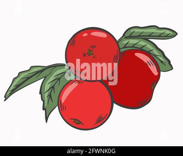 Apples on a branch, vector. Red apple fruits on a branch with leaves. Hand drawing. Farming products, agriculture. Stock Vector