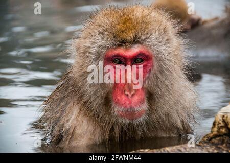 A red faced snow monkey in the Jigokudani Monkey Park onsen waters Stock Photo