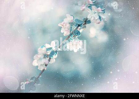 Abstract floral blue tinted background of romantic delicate apple trees over pastel flowers with a soft style for spring or summer time. A copy of the Stock Photo