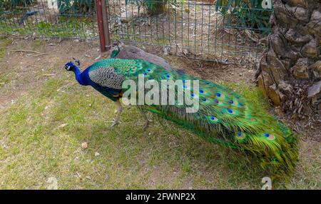 Colorful and white peacock, peafowl. Amazing bird among the green grass. Tail is long and fantastic. Stock Photo