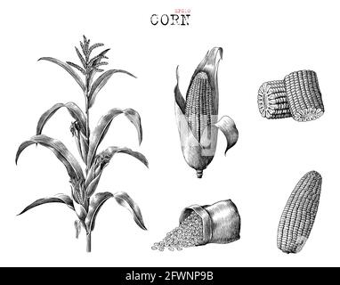 Corn collection hand drawn vintage engraving style black and white clip art isolated on white background Stock Vector