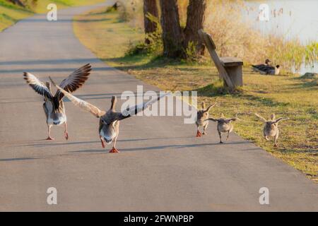 Greylag gooses teaching chicks to fly. Birds learn to fly. Stock Photo
