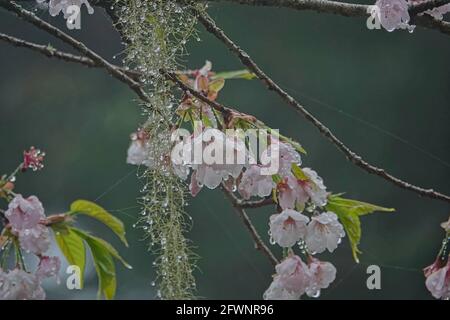 The cherry blossoms after the rain, spider silk with raindrops.Train, cherry blossom, tree, cloud. Various views of Alishan National Forest Recreation Stock Photo